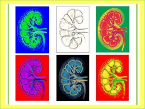 kidney-structure-6-art-views-yellow