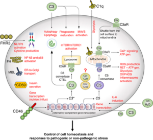 Why the kidney – blame the complosome